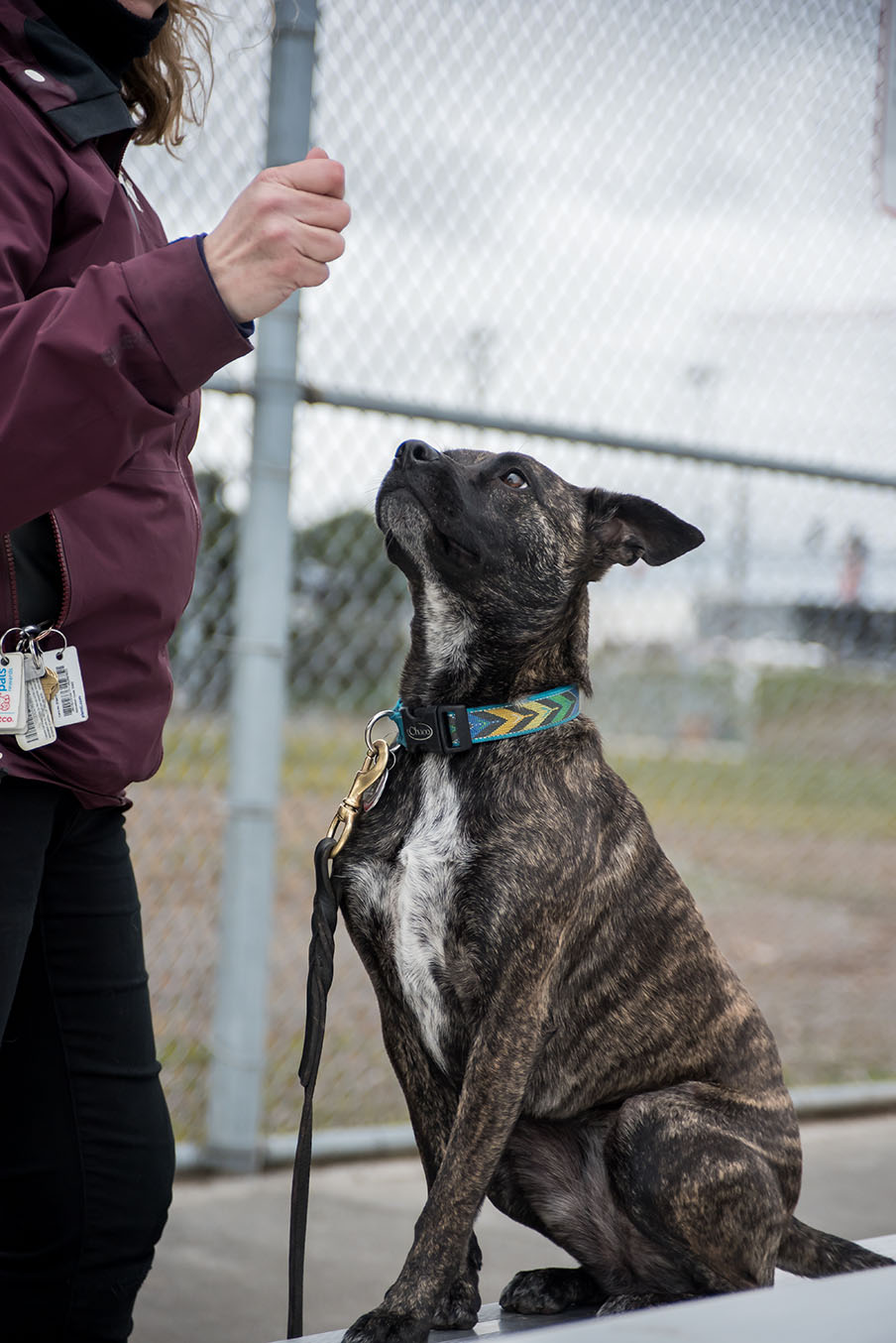 Learning 4 Life Dog Training | Seattle Dog Trainer